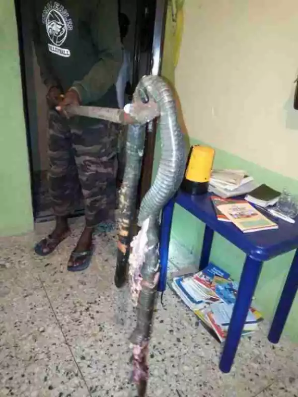 Man Shares His Miraculous Toilet Encounter With A Huge Cobra (Photos) | Must View